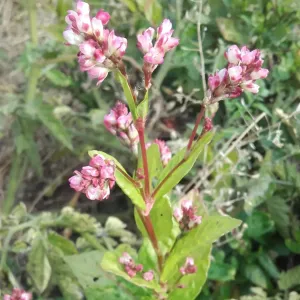 Plant de persicaire à indigo en fleurs