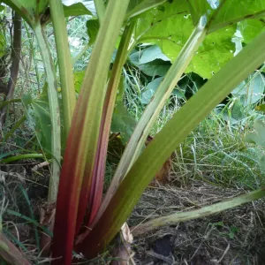 cotes et feuilles de rhubarbe