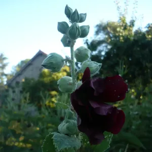 fleurs de rose tremiere noire