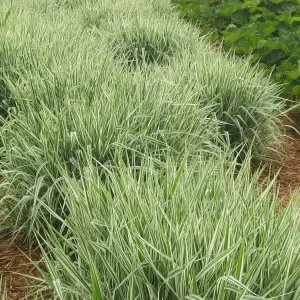 plant de ruban de la vierge