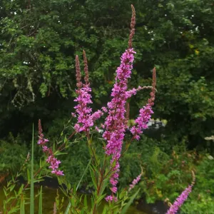 Plant de salicaire en Fleurs