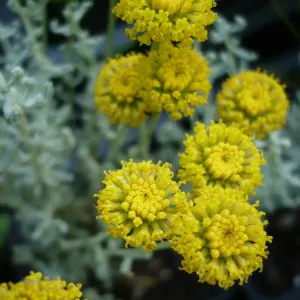 plant de santoline de corse en fleurs