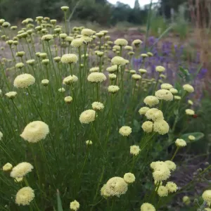 plant de santoline a feuilles de romarin en fleurs