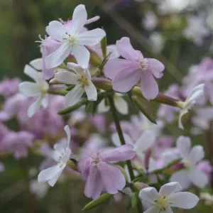 fleur de saponaire