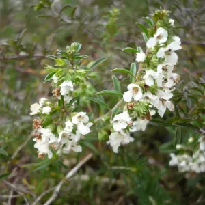 plant en fleur de sarriette rampante