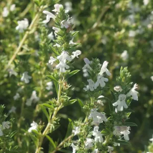 Fleurs de sarriette des montagnes