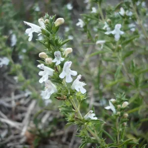 plant de sarriette des montagnes en fleurs