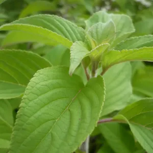 feuilles de sauge ananas