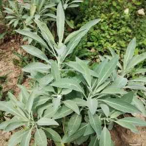 feuilles de sauge apiana