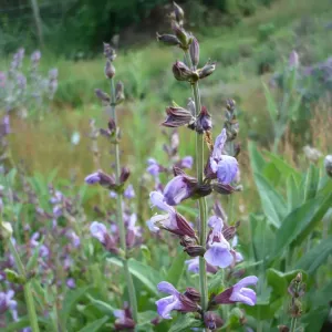 plant de sauge officinale en fleurs