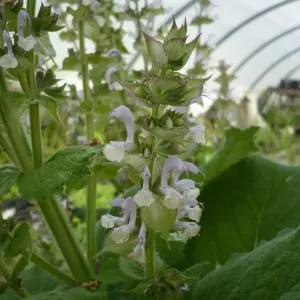 plant de sauge sclarée en fleur