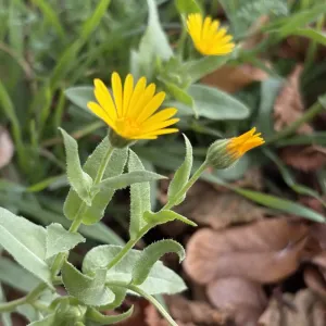 fleurs de calendula arvensis