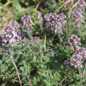 plant de thym cilié en fleurs