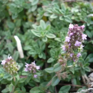 fleurs de thym citron