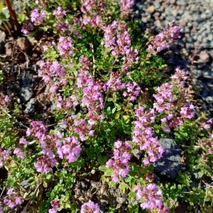 plant de serpolet en fleur
