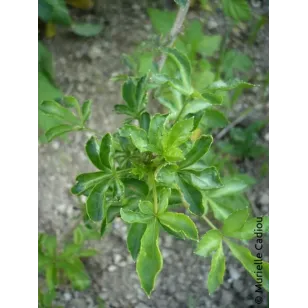Ginseng-de-siberie-Eleutherococcus-senticosus Visuel
