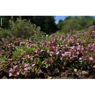 thym corse en fleur Visuel