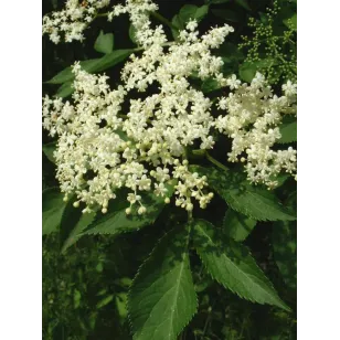 fleur de sureau noir Visuel
