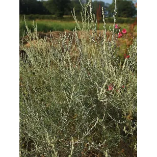 Armoise du Maroc (plant) Visuel