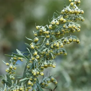 fleurs d&amp;#039;absinthe artemisa absinthium Visuel