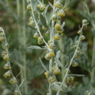 absinthe-artemisa-absinthium-fleurs-plant Visuel