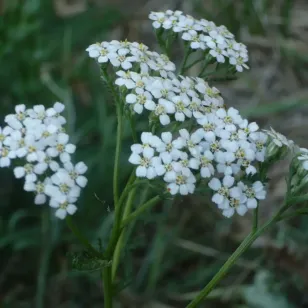 fleurs d&amp;#039;achillée millefeuille Visuel