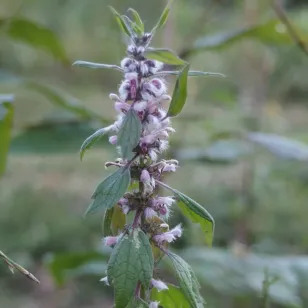 fleurs d&amp;#039;agripaume Visuel