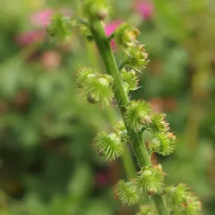 semences d&amp;#039;aigremoine Visuel