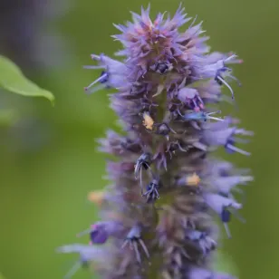 fleurs agastache Visuel