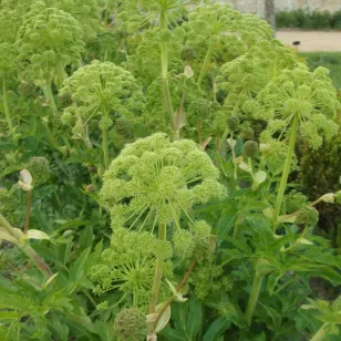 plante angélique officinale Visuel