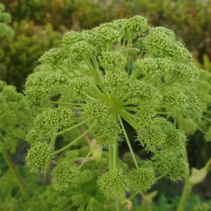 graines vertes d&amp;#039;angélique Visuel