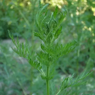 feuillage d&amp;#039;armoise annuelle Visuel