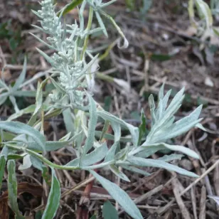 plant de sauge blanche Visuel