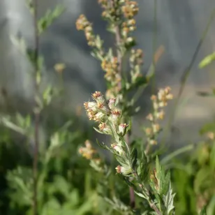 fleurs d&amp;#039;armoise commune Visuel