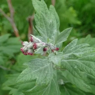fleurs d&amp;#039;armoise moxa Visuel