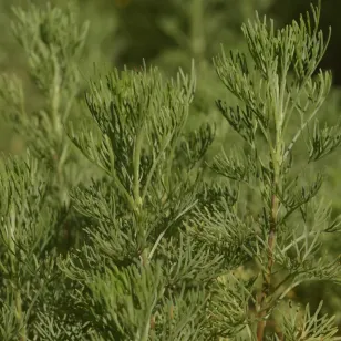 feuilles d&amp;#039;arquebuse Visuel