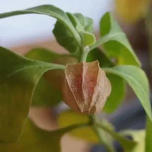 graines de withania somnifera Visuel