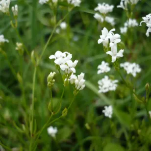fleurs d&amp;#039;aspérule des teinturiers Visuel