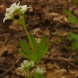 fleurs et feuilles d&amp;#039;aspérule odorante Visuel