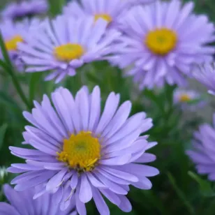 fleurs d&amp;#039;aster des alpes Visuel