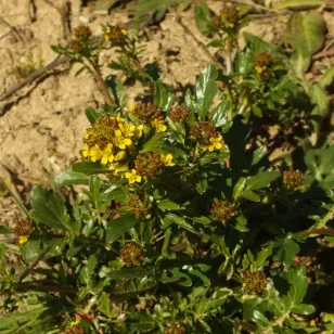 barbaree en fleurs Visuel