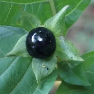 Belladone (graines) Visuel