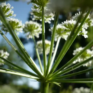 ombelle de berce Visuel