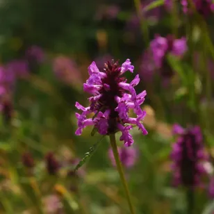 superbe fleur de bétoine Visuel