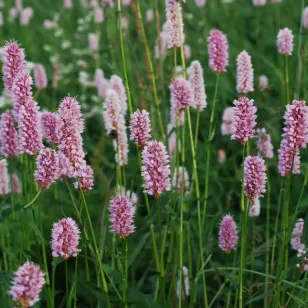 champ de bistorte Visuel