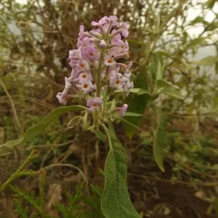 Buddleja officinal (plant) Visuel
