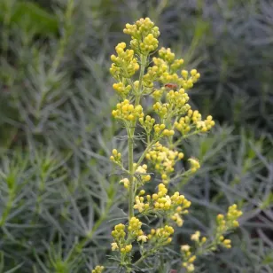 fleurs de caille lait Visuel
