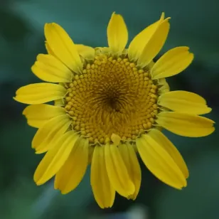 fleur de camomille des teinturiers Visuel