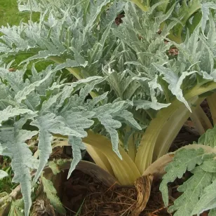 plant de cardon Visuel