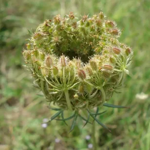 graines de carotte sauvage Visuel